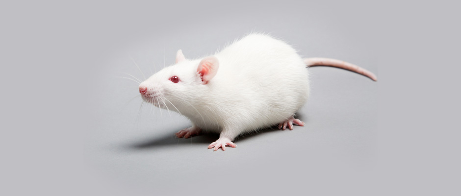 How rats can help improve colon endometriosis treatment in humans