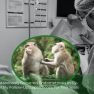 Natural history of spontaneous endometriosis in crab-eating monkeys 