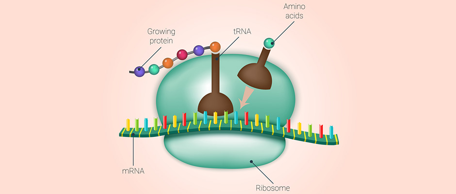 Enhanced UGT1A1 Gene and Protein Expression in Endometriotic Lesions.