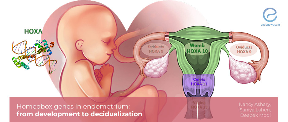 Endometrium and HOXA 10 gene