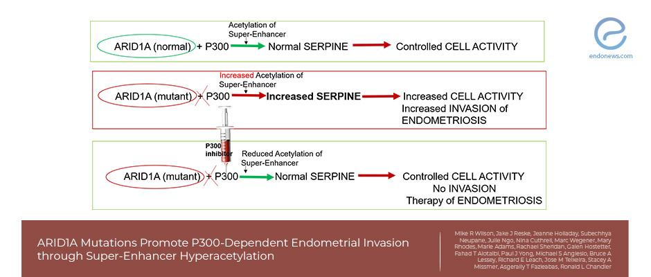 A Possible genetic target for endometriosis treatment