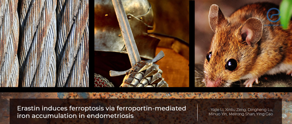 Erastin, Ferroptosis and Endometriosis