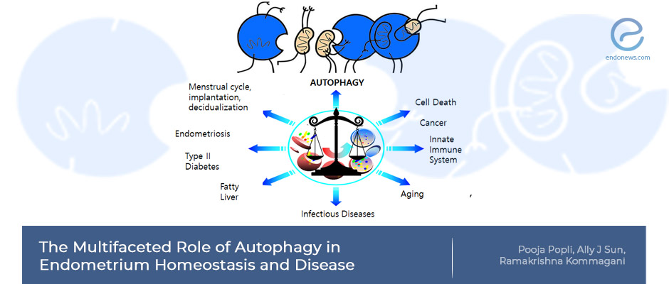 Autophagy, Endometrium and Endometriosis