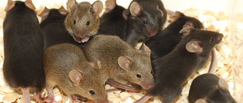 Female Sex Hormone Necessary but not Enough to Cause Endometriosis 