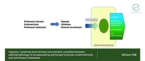 Analogous pathways of  peritoneal tumor wound healing and endometriosis.