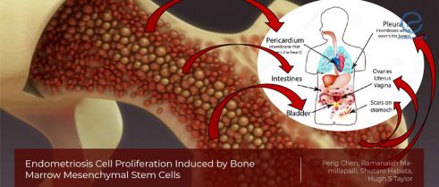 Woof Woof – Bone marrow cells are coming