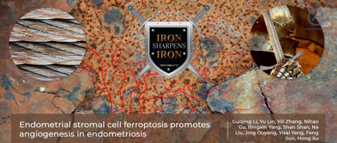 Is it iron that calls vessels to form endometriosis