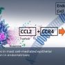 Mast Cell–Mediated Epithelial–Mesenchymal Transition in Endometriosis