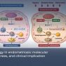 Autophagy dysregulation reshapes our understanding of endometriosis biology