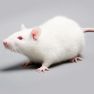 How rats can help improve colon endometriosis treatment in humans
