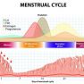 Glycodelin and altered endometrial function in endometriosis