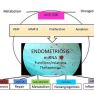 The Potential Molecular Mechanisms that Drive Endometriosis Progression