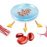 Human Endometrium-Derived Mesenchymal Stem Cells for Cell-based Therapies