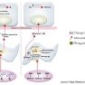 Roles of Progesterone in Endometrial Cancer, Endometriosis, Uterine Fibroids, and Breast Cancer