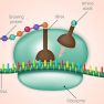 Enhanced UGT1A1 Gene and Protein Expression in Endometriotic Lesions.