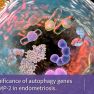 Autophagy, proteolysis and Endometriosis