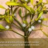 Mistletoe as a Potential Candidate for Endometriosis Treatment