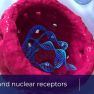 Endometriosis and nuclear receptors