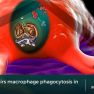 Heme impairs macrophage phagocytosis