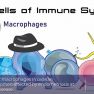 M1 and M2 macrophages in ovarian endometriomas