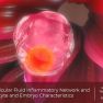 Endometrioma, follicular fluid, oocyte and embryo