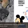 Early maternal separation and endometriosis progression in adult mice 
