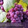 Can a grape ingredient, resveratrol, be the promised warrior to defeat endometriosis?