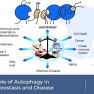 Autophagy, Endometrium and Endometriosis