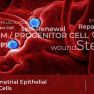 Endometrial epithelial stem/progenitor cells have links to endometriosis with potential therapeutic research aspects