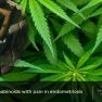 Endogenous cannabinoids are related to endometriosis pain