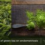 Green tea as a therapeutic agent in endometriosis