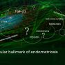 Fibrosis is not only a histological finding in endometriosis