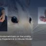 Does endometrioma alter the fecundity in mice?